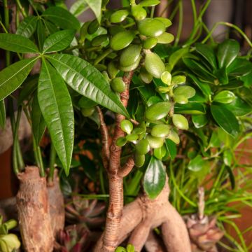 Crassula ovata - Arbre de Jade