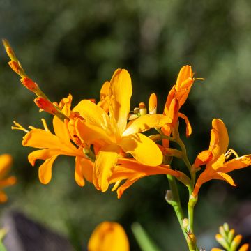 Crocosmia crocosmiiflora Solfatare, Montbretia