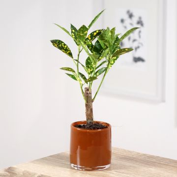 Croton Aucubaefolia - Codiaeum