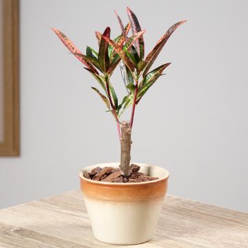 Croton variegatum Excurrens - Codiaeum