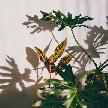 Croton Moar Yellow - Codiaeum