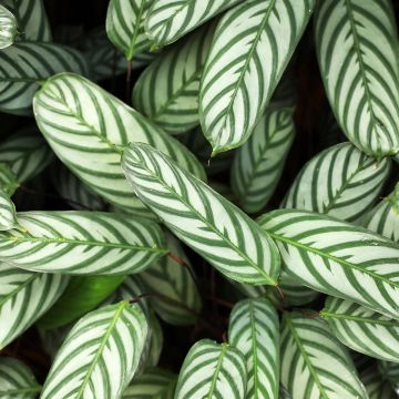 Ctenanthe setosa