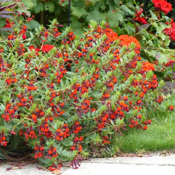 Cuphea hyssopifolia Purple - Fausse bruyère, Etoile du Mexique