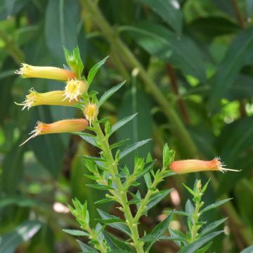 Cuphea ignea Scarlet - Plante cigarette rouge feu