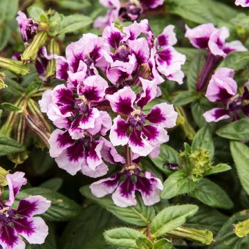 Cuphea ignea Scarlet - Plante cigarette rouge feu