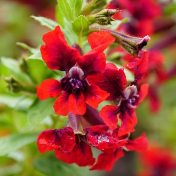 Cuphea ignea Scarlet - Plante cigarette rouge feu