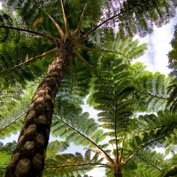 Cyathea australis - Fougère arborescente