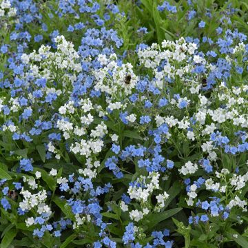 Cynoglossum Chill Out - Myosotis Chinois
