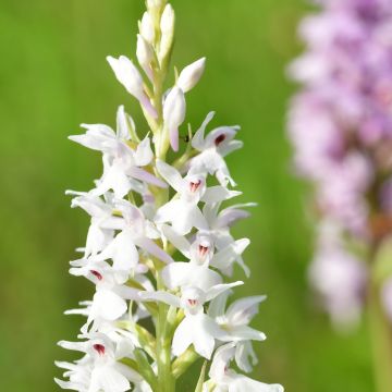 Dactylorhiza fuchsii - Orchis de Fuchs