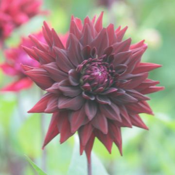 Dahlia Black Wizzard