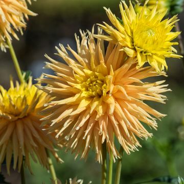 Dahlia semi cactus Fired Up