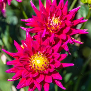 Dahlia semi cactus Fired Up