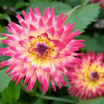 Dahlia semi cactus Fired Up