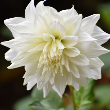 Dahlia géant Café Au Lait Suprême