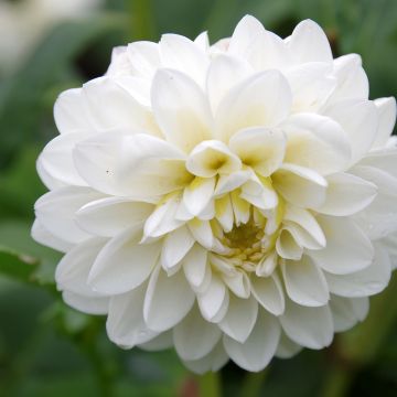 Dahlia décoratif Erna Panzer