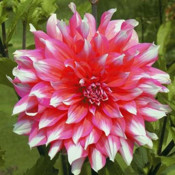 Dahlia décoratif Ella