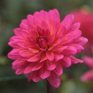 Dahlia Karma Fuchsiana - Dahlia décoratif nénuphar