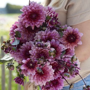 Dahlia décoratif Erna Panzer