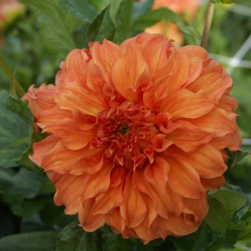 Dahlia géant Moonlight Sonata