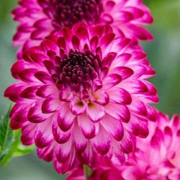 Dahlia décoratif Erna Panzer