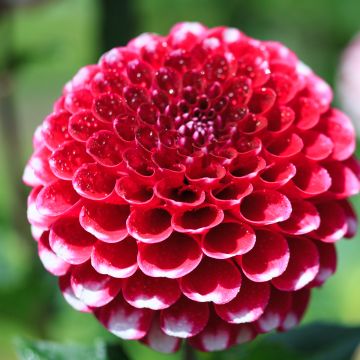 Dahlia Salsa