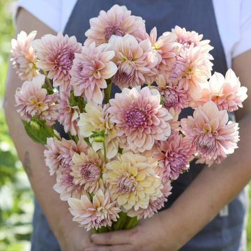 Dahlia décoratif Erna Panzer