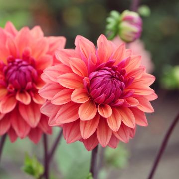 Dahlia Décoratif American Dawn