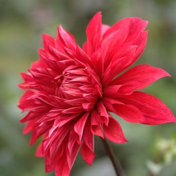 Dahlia décoratif Babylon rouge