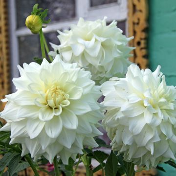 Dahlia décoratif Edna Comptsock