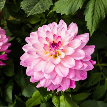 Dahlia Karma Prospero