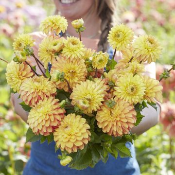 Dahlia décoratif Erna Panzer