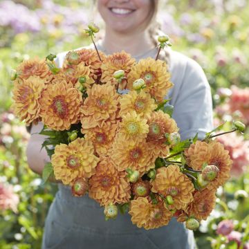 Dahlia décoratif Erna Panzer