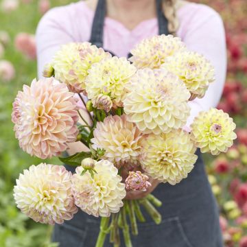 Dahlia décoratif Erna Panzer