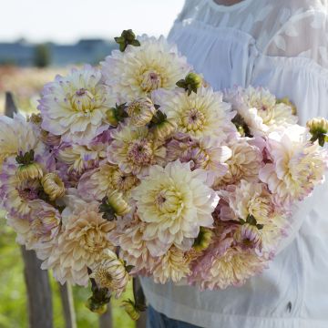 Dahlia décoratif Erna Panzer