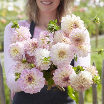 Dahlia décoratif Erna Panzer