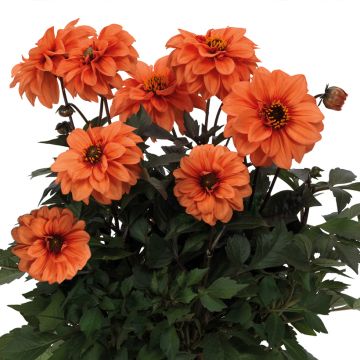 Dahlia Dalina® Maxi Bonita - Dahlia des Jardins double