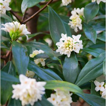 Daphne White Queen - Bois-joli