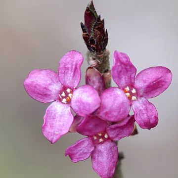 Daphne mezereum var. rubra