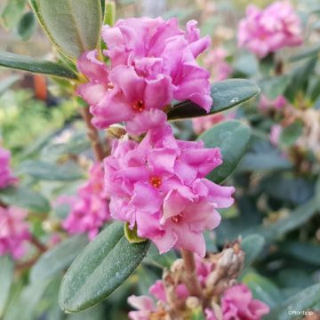 Daphne Perfume Princess - Daphné parfumé