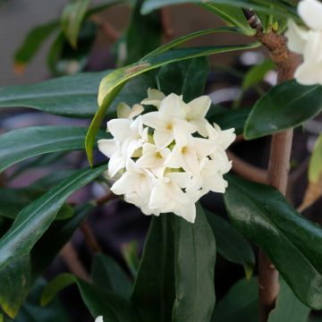 Daphne Perfume Princess - Daphné parfumé