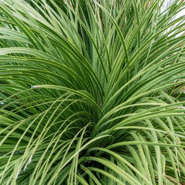 Dasylirion serratifolium - Dasylire, Sotol