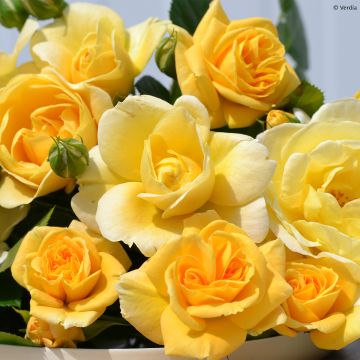 Rosier Decorosier® Soleya® (Noa71610)