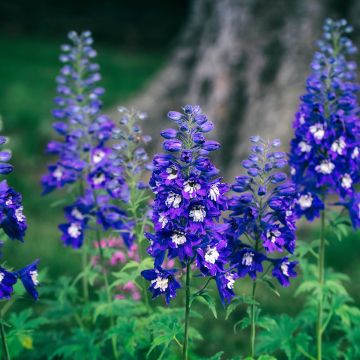 Delphinium Dark Blue-White Bee - Pied d'Alouette vivace