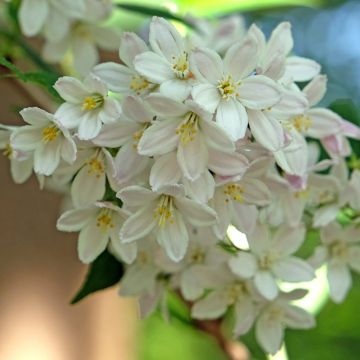 Deutzia Yuki Snowflake - Deutzie