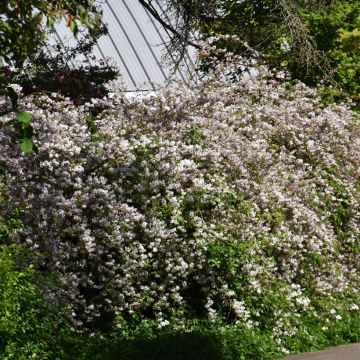 Deutzia rosea Campanulata