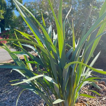 Dianella revoluta Blue Stream