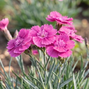 Dianthus gratianopolitanus Eydangeri - Oeillet de pentecôte rose magenta