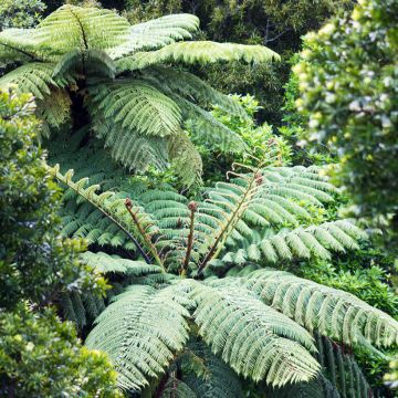 Dicksonia squarrosa - Fougère arborescente 