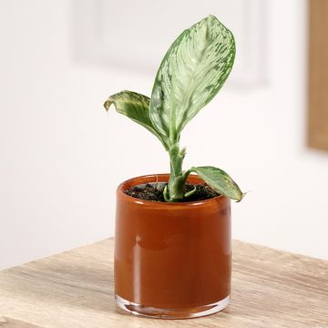 Dieffenbachia Tropic Snow