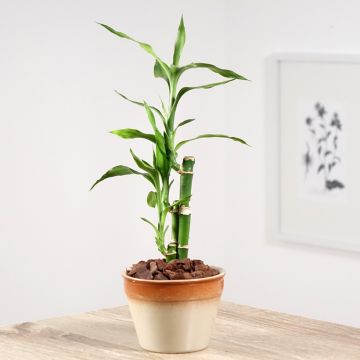 Dracaena sanderiana - Lucky bamboo